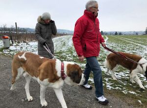 Diese Hunde spenden Wärme und Freude