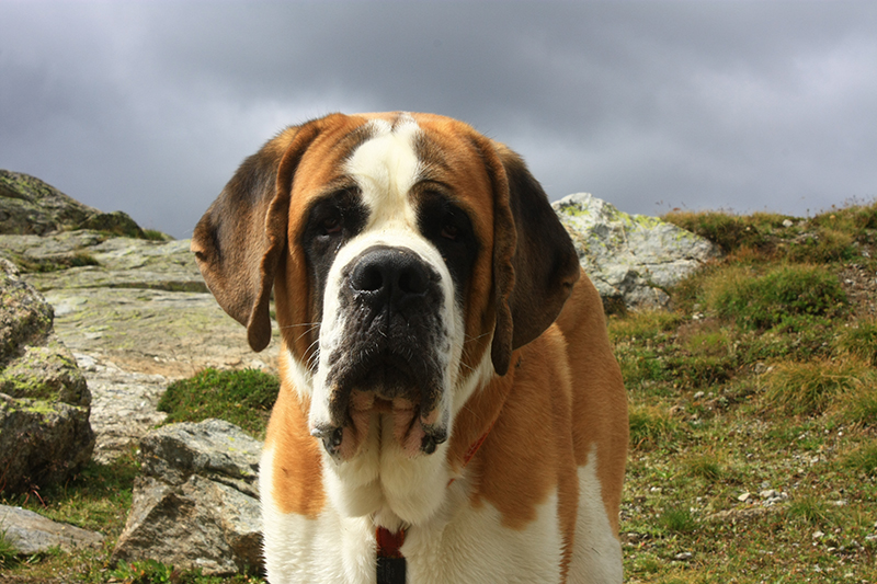 Jasper